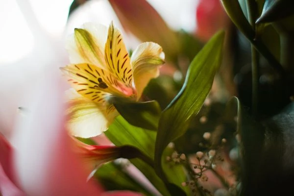 《名人故事书:在传奇人生中寻找照亮自己的光》