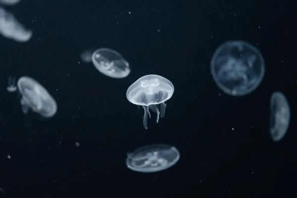 《故事财富猫：一本教会孩子理财智慧的魔法之书》