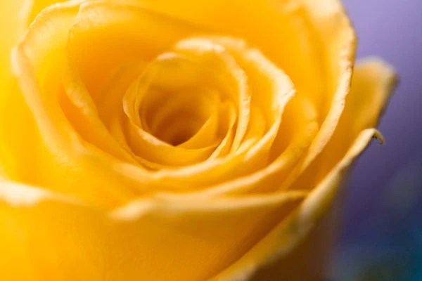 维也森林的童话秘境:当自然与人性在字里行间共舞